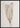 Feather Elegance poster