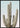 Saguaro Cactus Poster