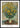 Jerusalem Artichoke Flowers poster