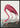 Roze Flamingo van Birds of America poster