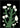 Bloemen in de nacht poster