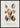 Soorten weekdieren poster