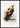 Eastern Imperial Eagle Poster