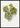 Abutilon Thompsoni bladposter