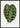 Calathea Veitchiana bladposter