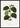 Groen Anoechtochilus Setaceus Blad Poster