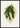 Hydrangea Japonica Variegata blad poster