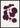 Achyranthes Verschaffeltii - Roze Blad Poster