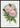 Roze Roos Clothilde Soupert Poster