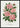 Pink Rose, Gem of the Prairie poster