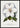 Clematis Henryii bloemenposter