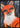 Oranje Vos Poster