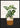 Plant met delicate bladeren poster