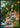 Lemon Coast Vistas poster