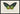 Green Birdwing Butterfly Poster