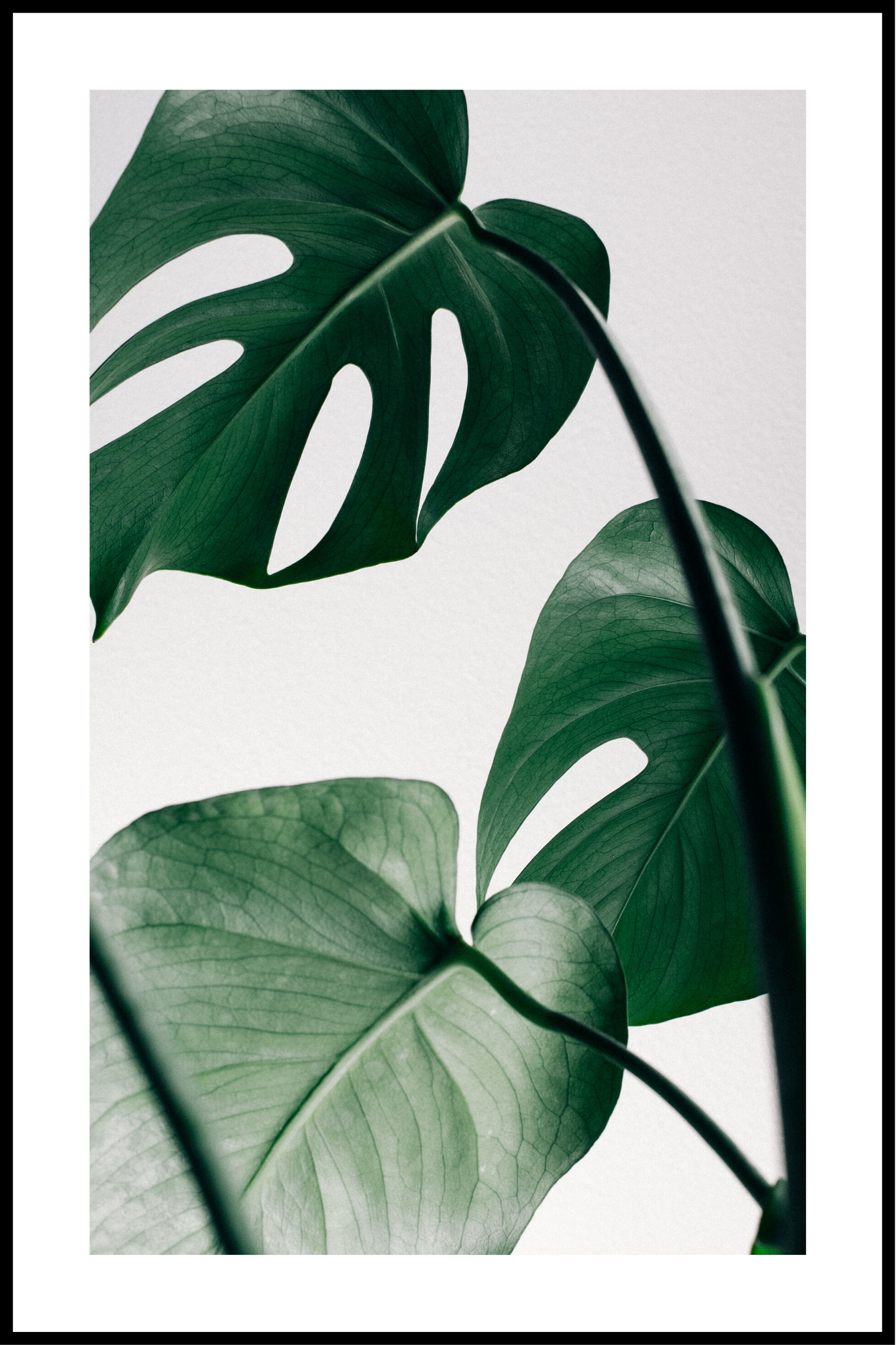 Monstera plantenposter