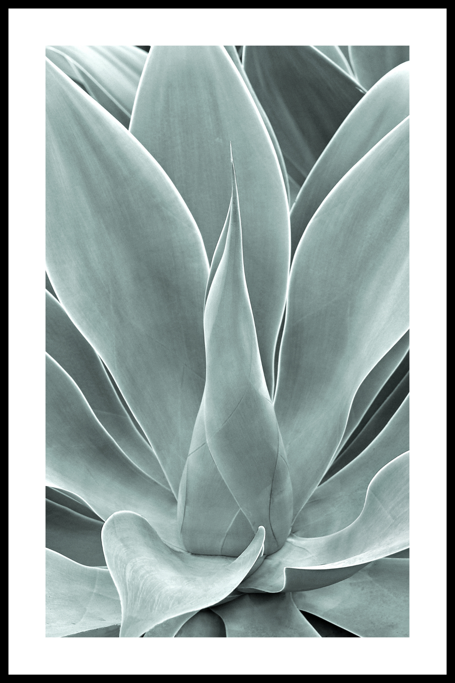 Agave blad poster