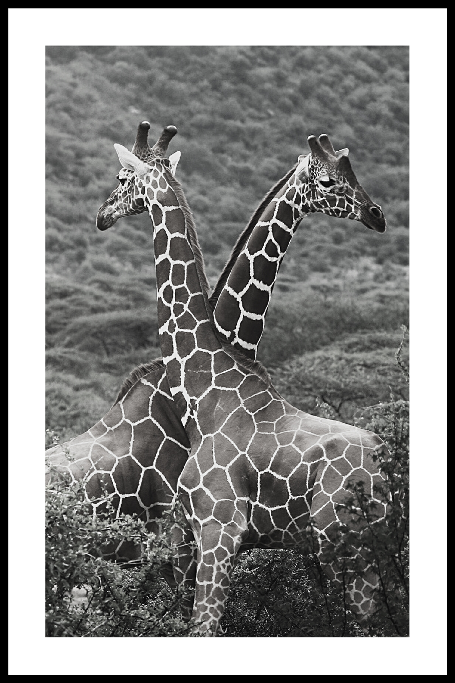 Twee giraffen poster