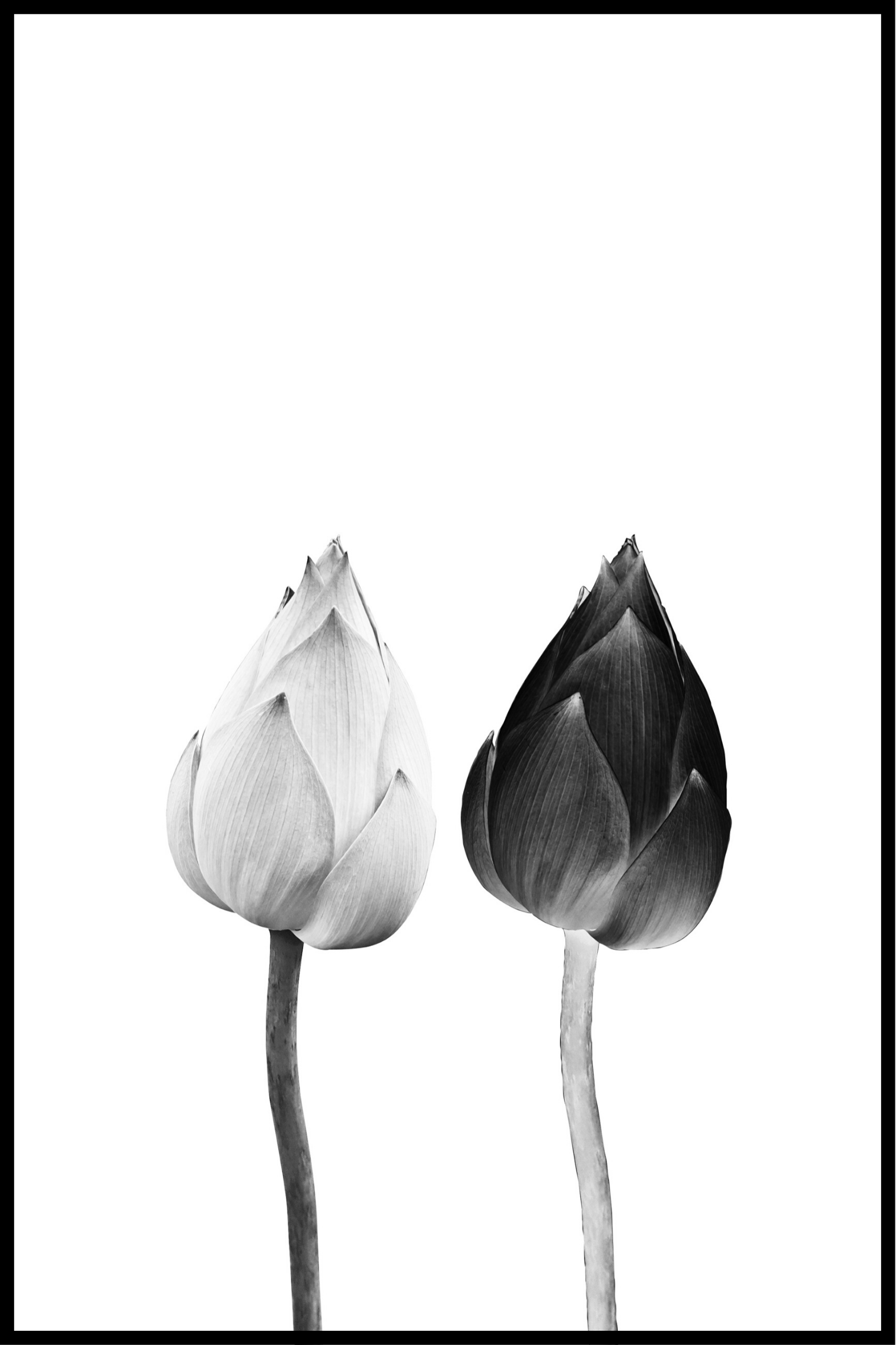 Tulp poster