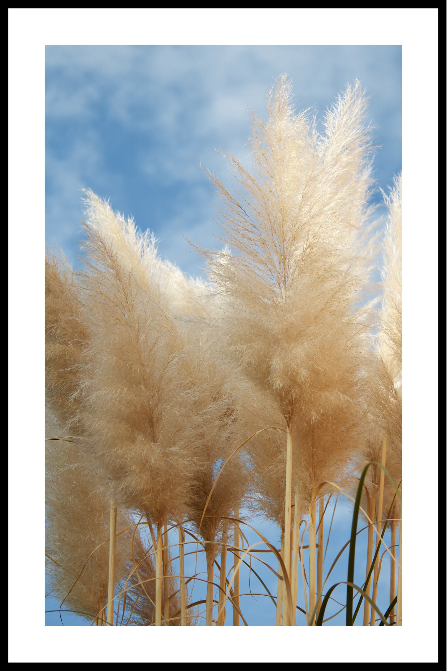 Pampas-poster