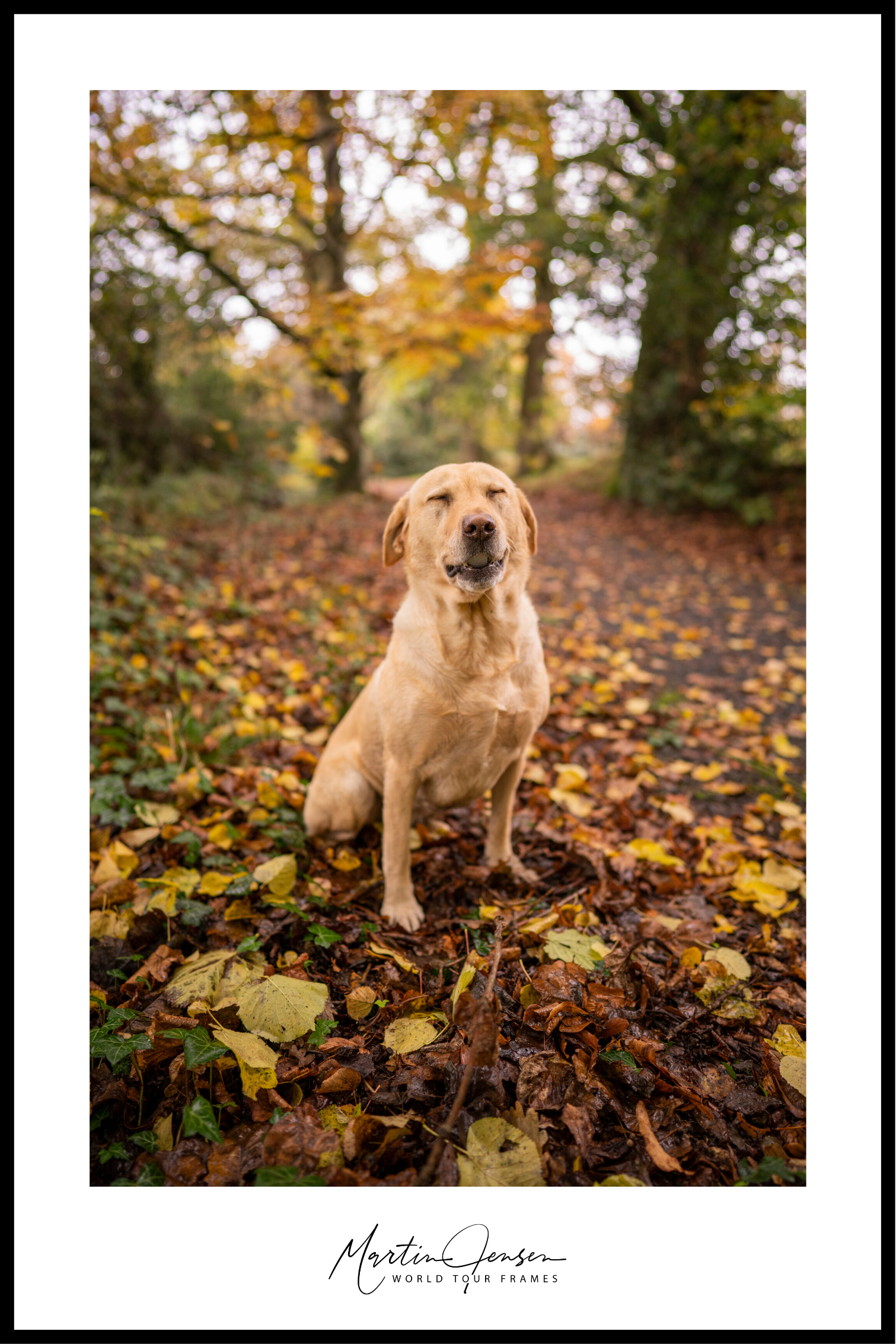 Martin Jensen wereldtournee poster // Gelukkige hond