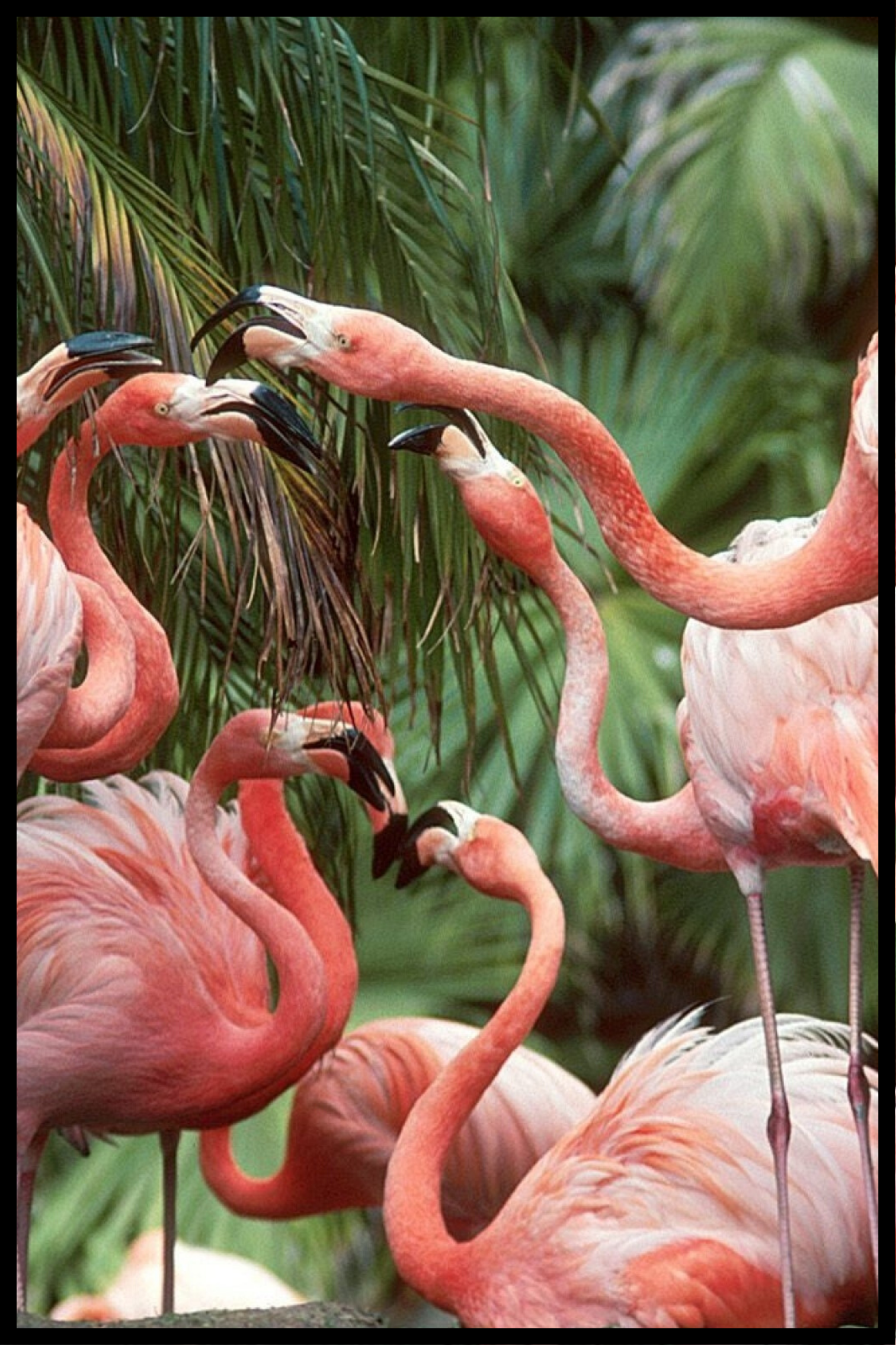 Poster van een flamingo-zwerm