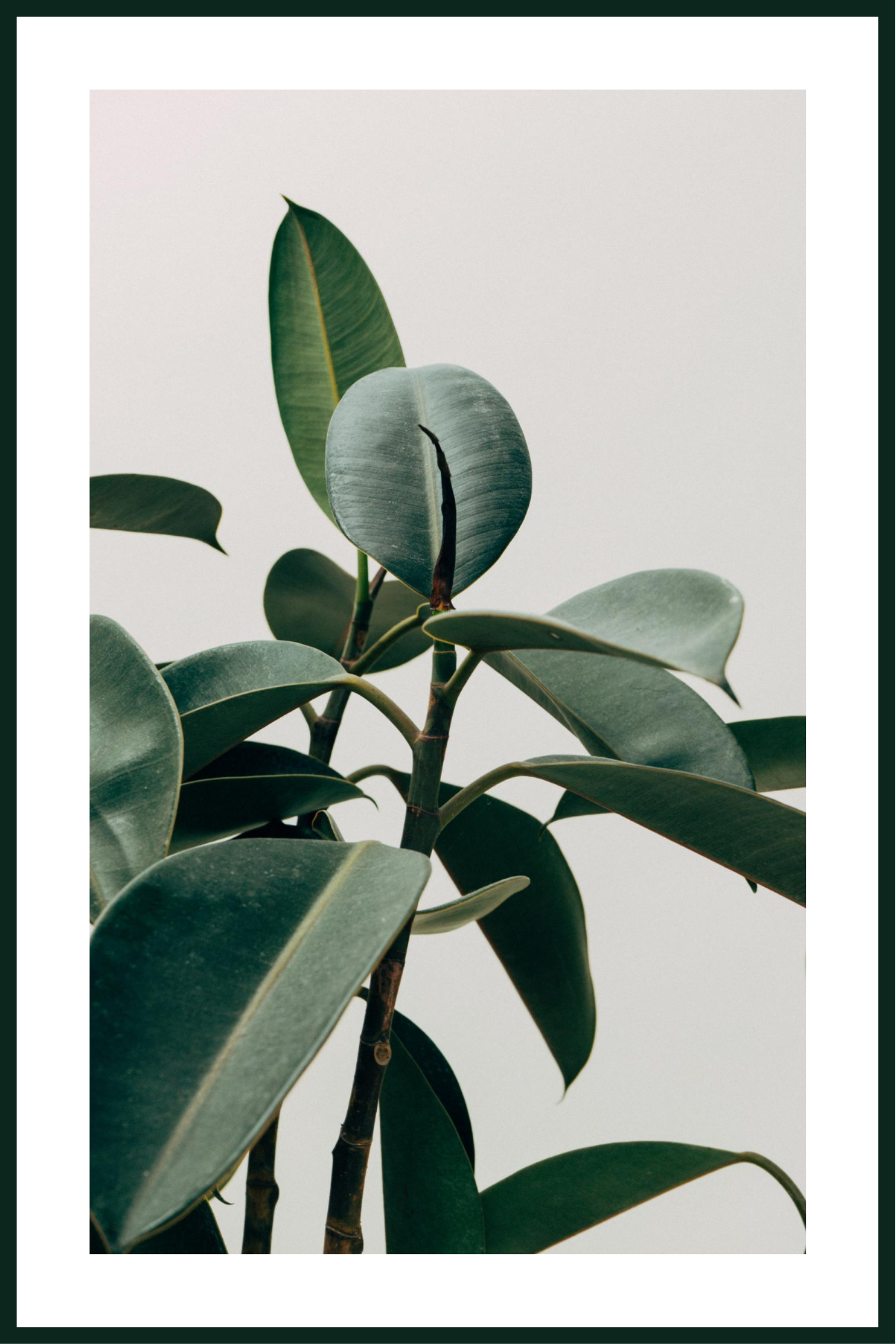 Groene plantenposter