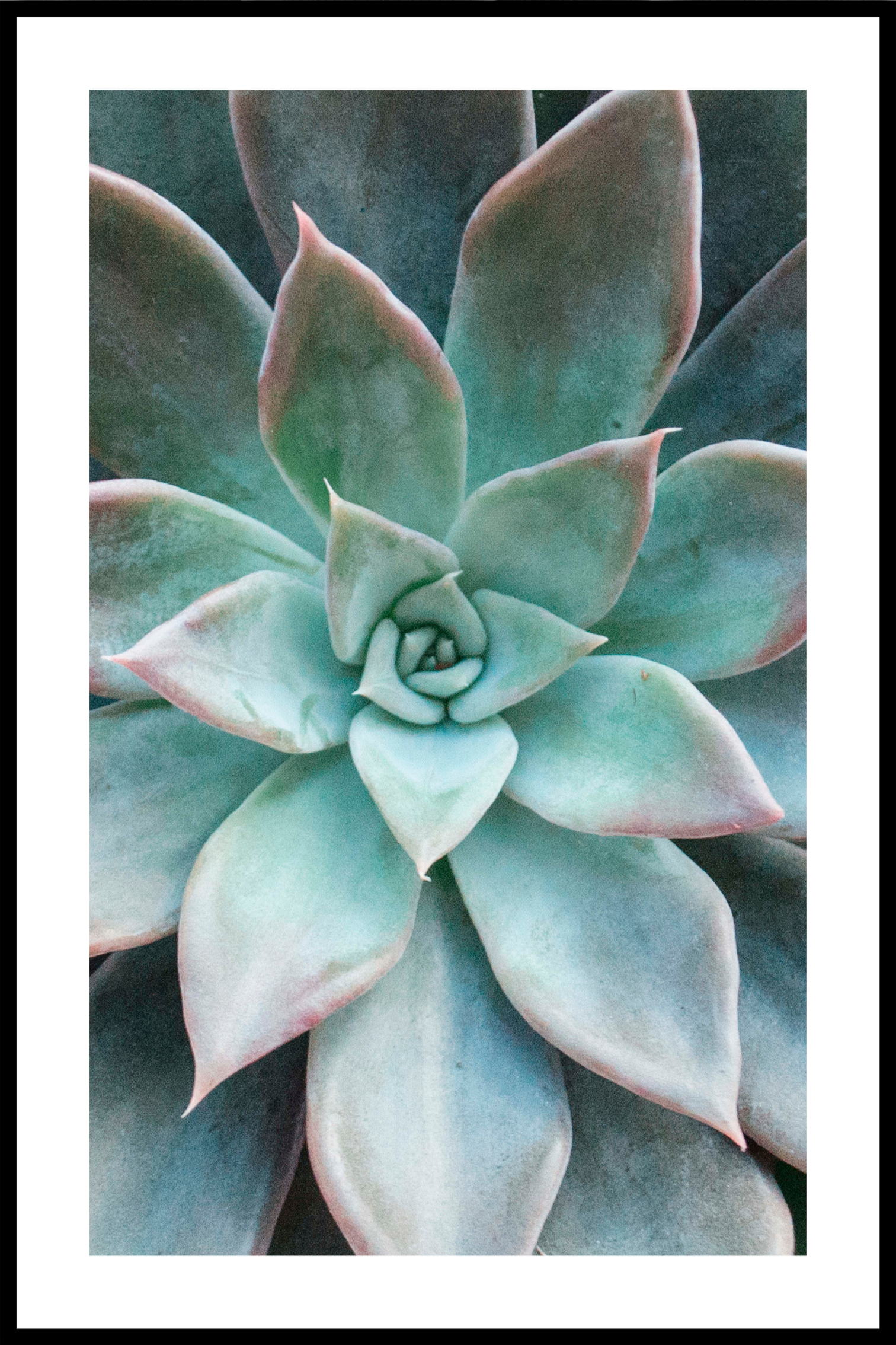 Succulent 2 poster