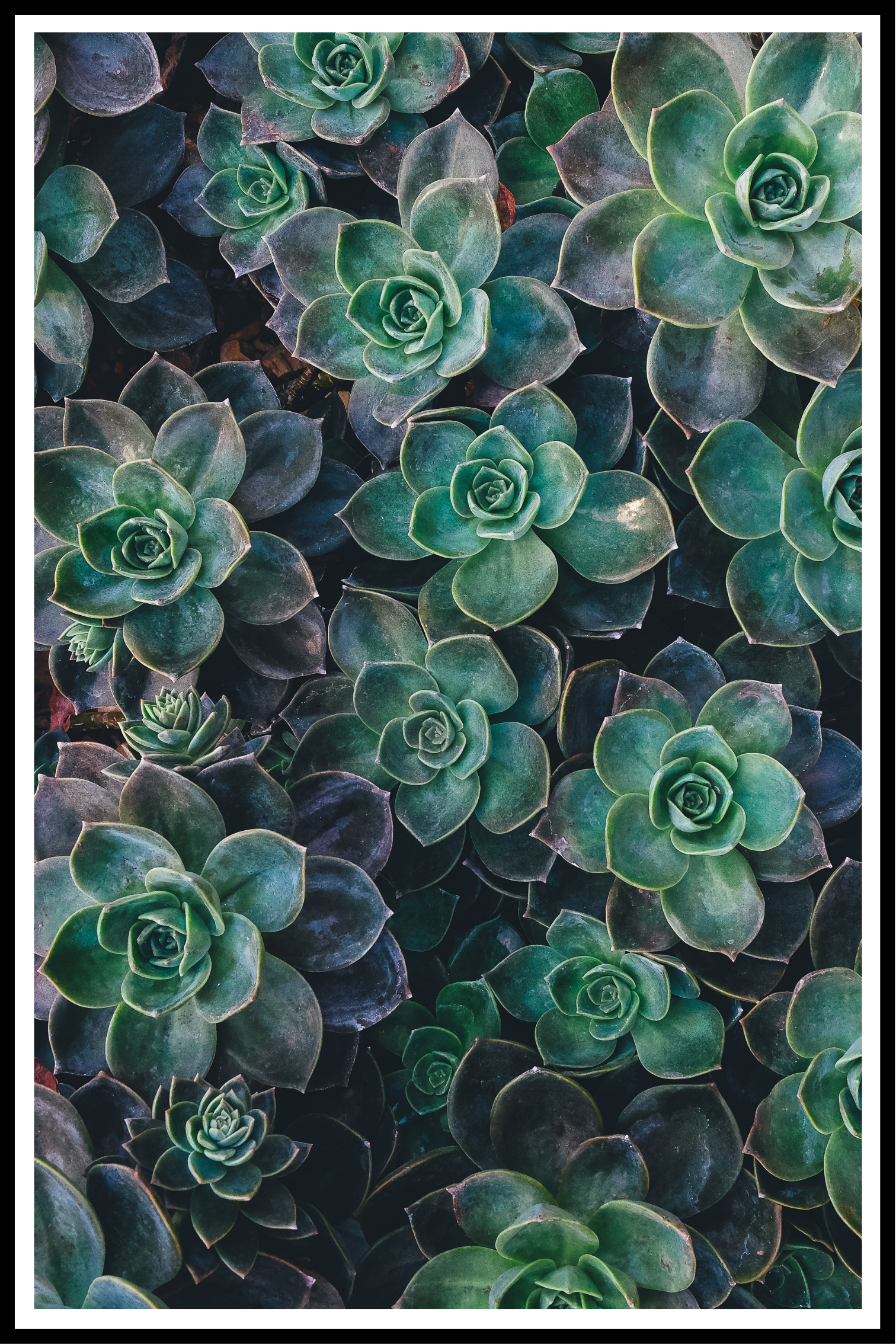 Succulente poster