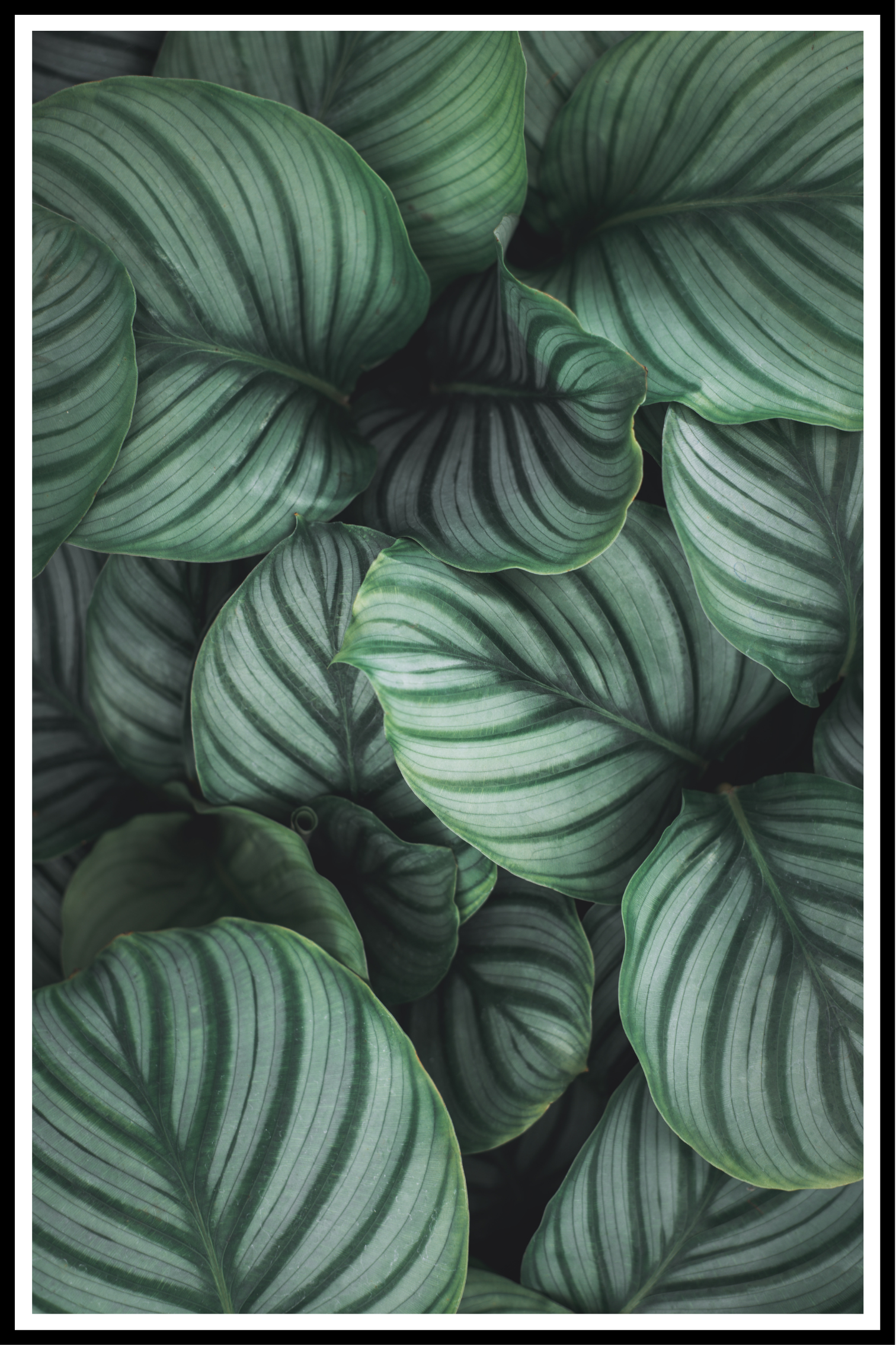 Calathea-poster