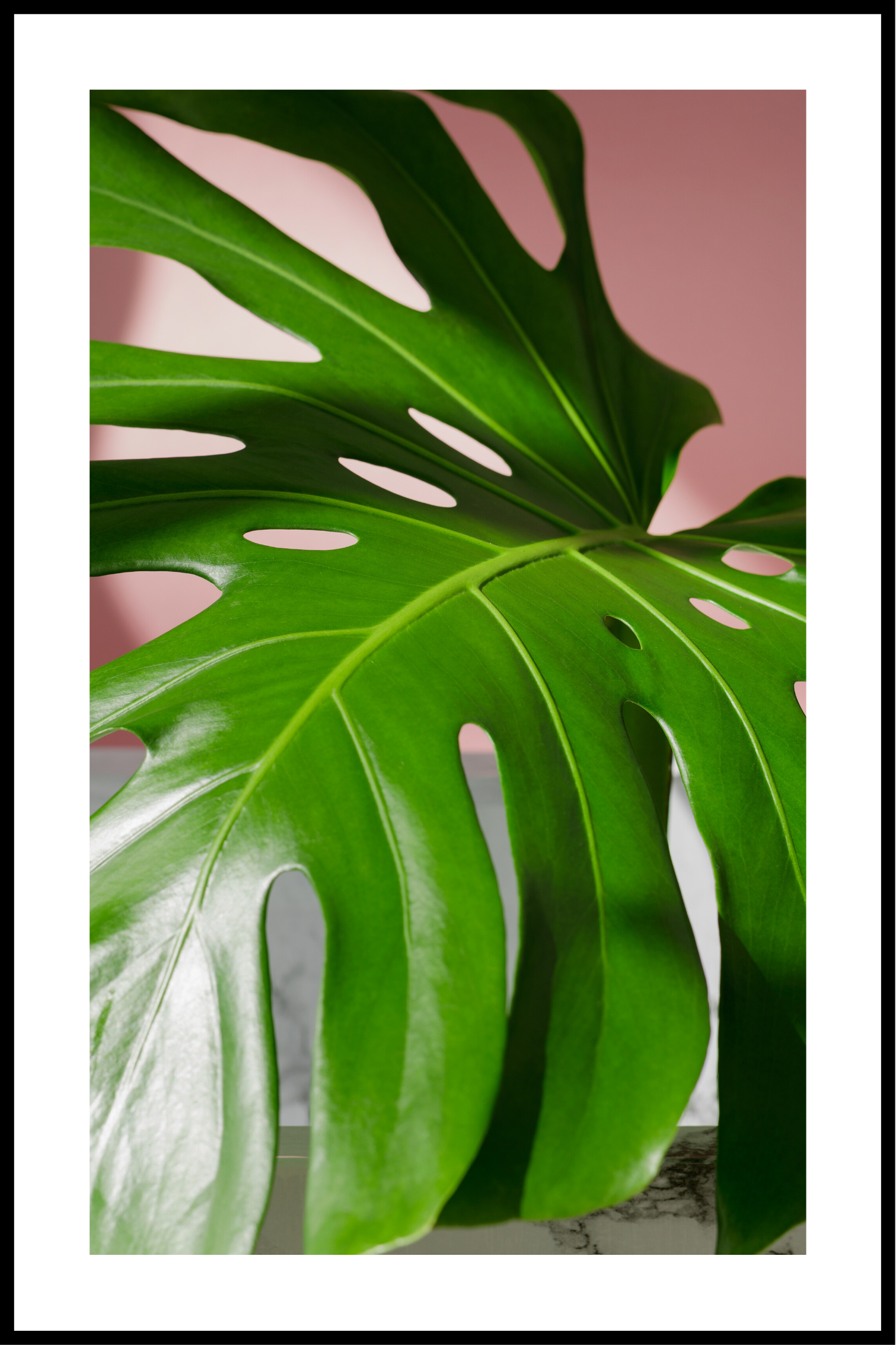 Monstera blad poster