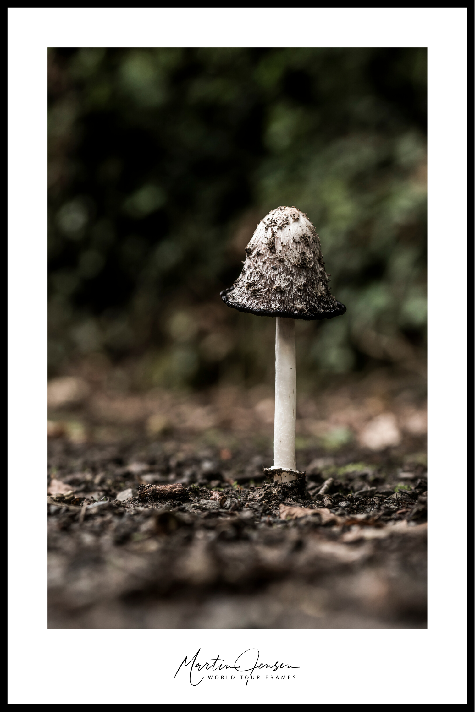 Martin Jensen wereldtournee poster // Irish Mushroom