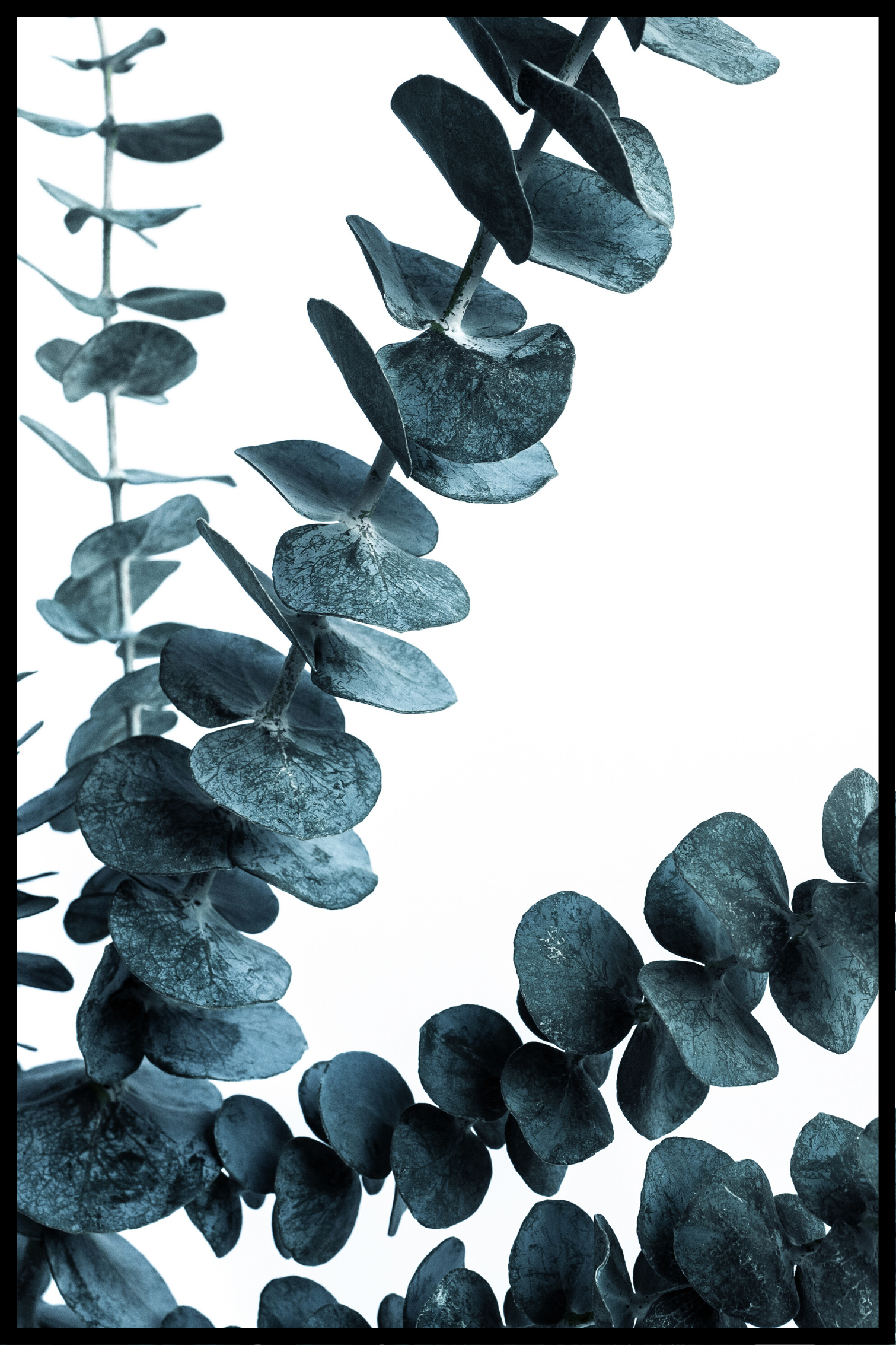 Groene eucalyptus poster 2