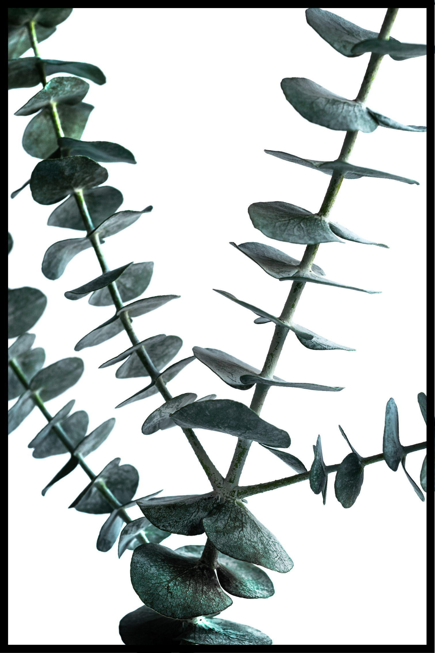 Groene eucalyptus poster