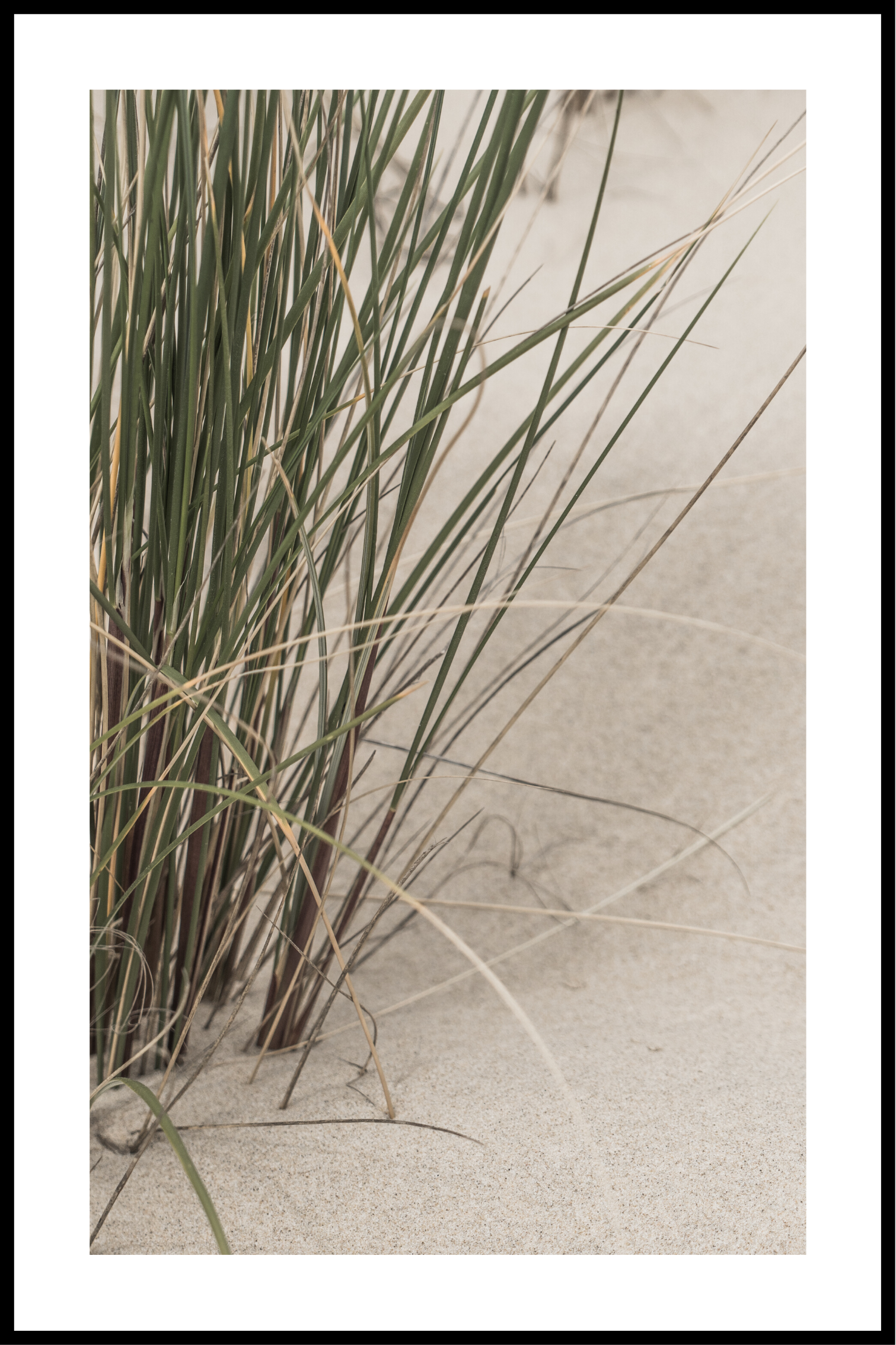 riet bij het zand poster