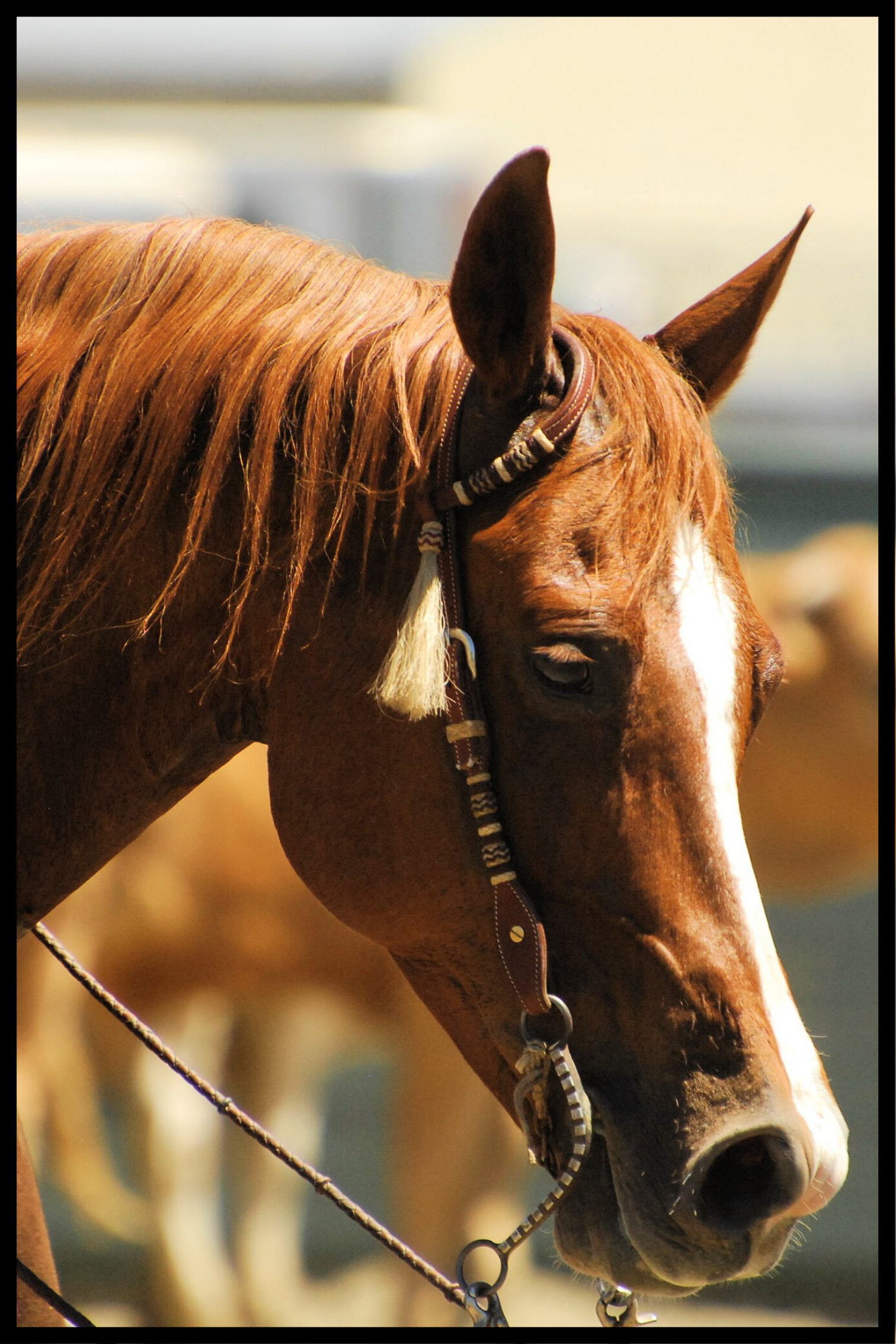 Paarden poster