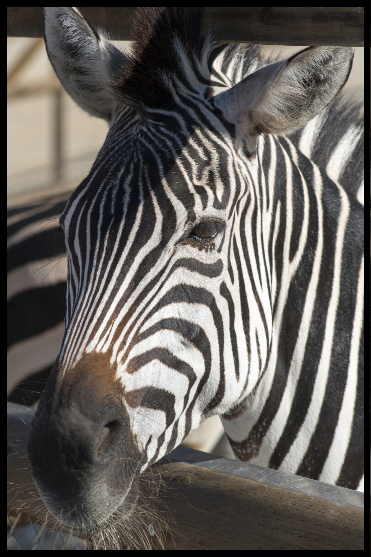 Zebraposter