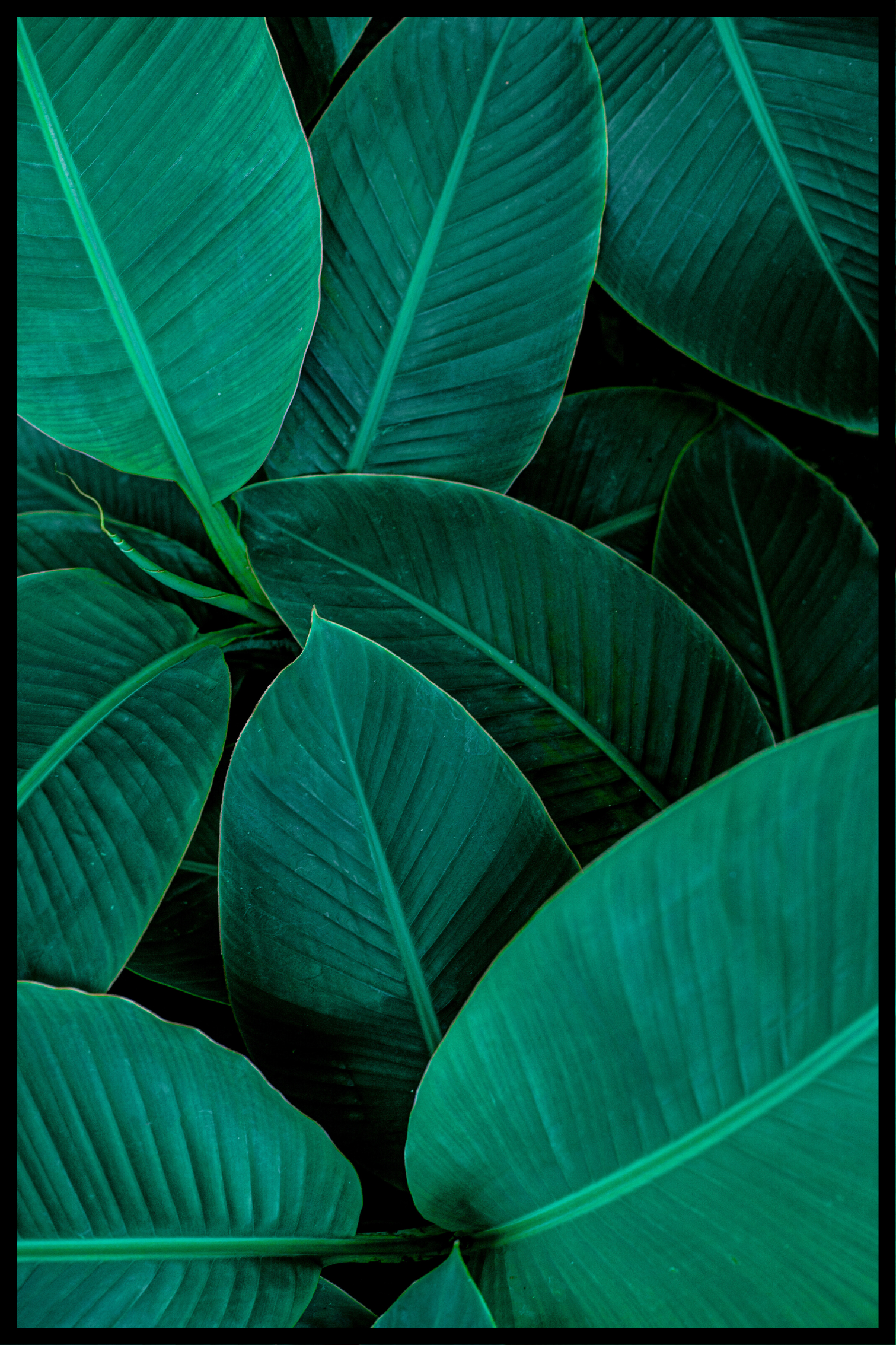 groene bladeren poster