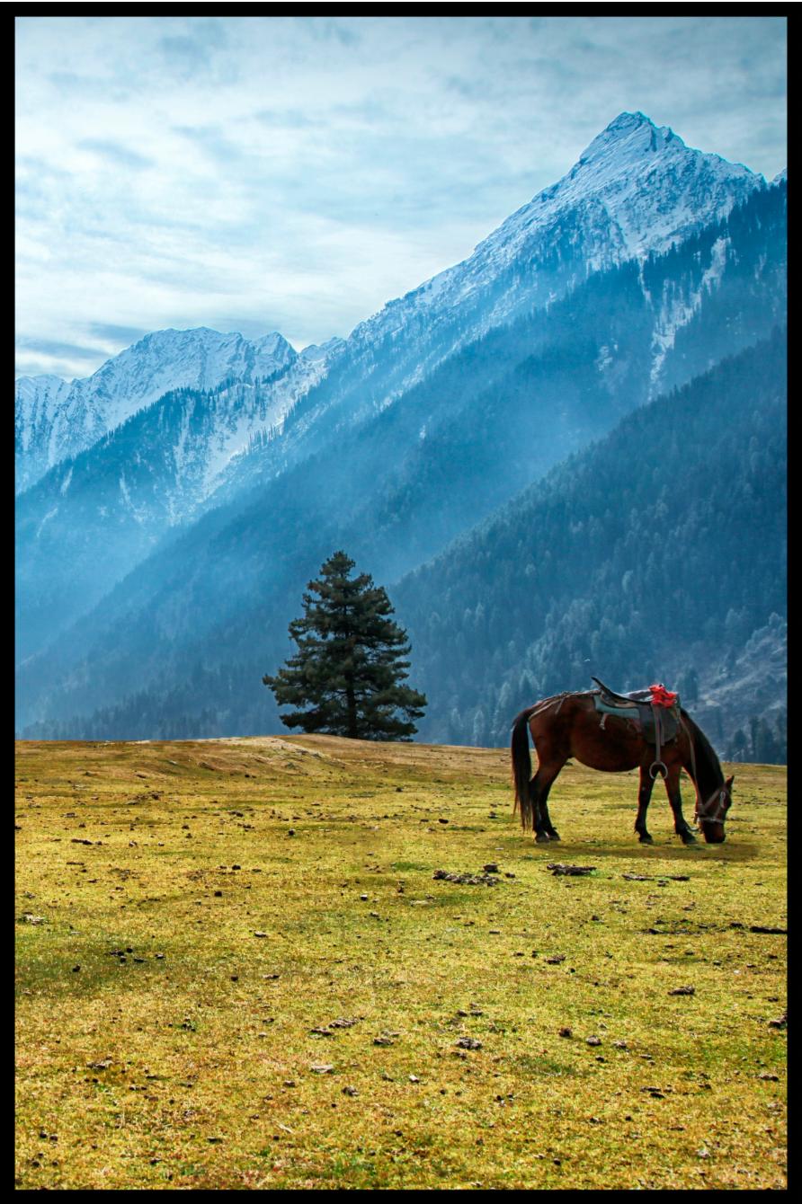 Paard op effen poster