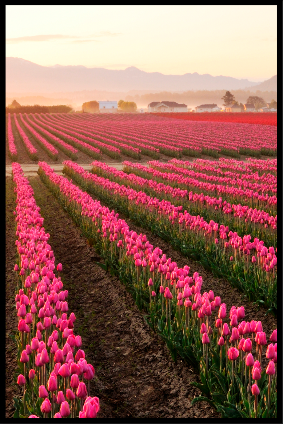 Tulpen poster